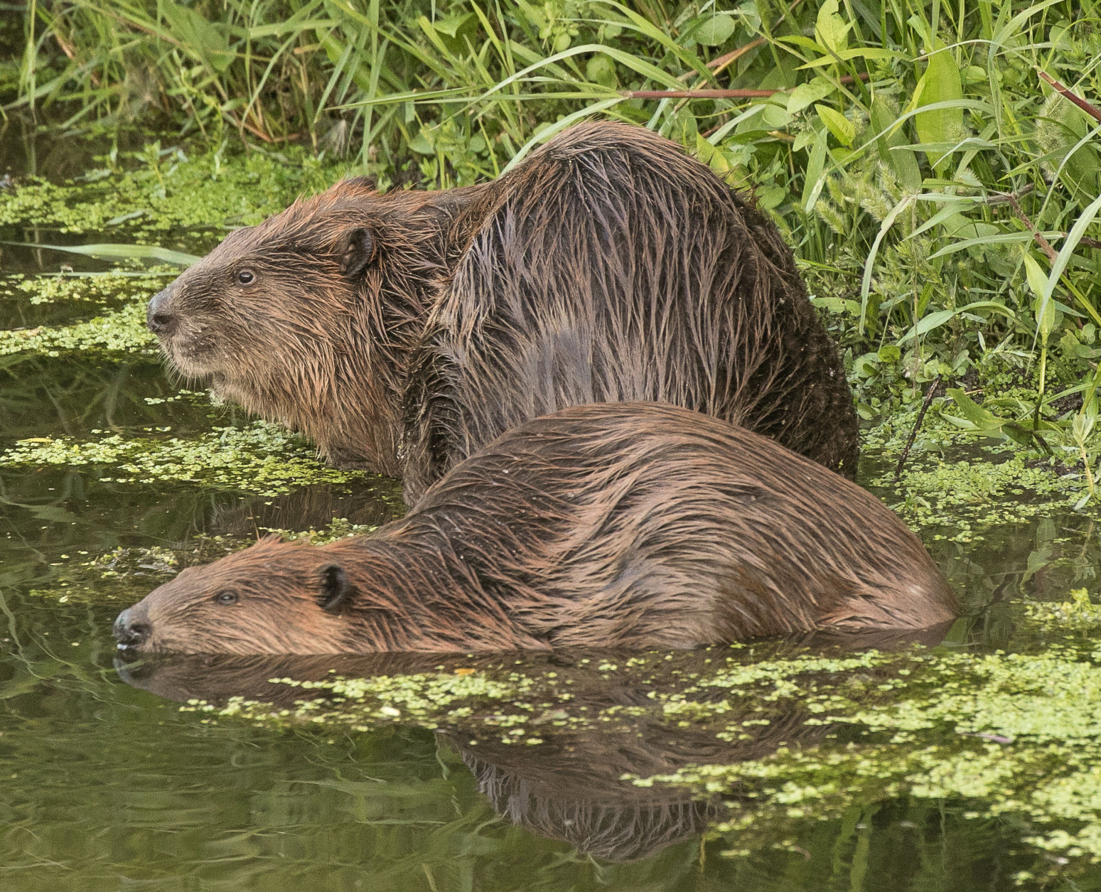 Beaver Lodge Summer 2017